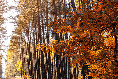 开云APP-英国网球队强势跨越澳大利亚，瓦林卡关键制胜引爆赛场